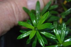 Anaphalioides subrigida
