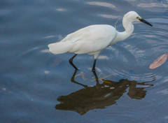 Egretta garzetta