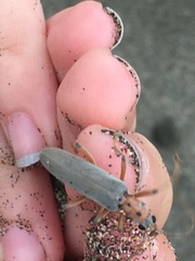 Copidita quadrimaculata