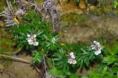 Anaphalioides subrigida