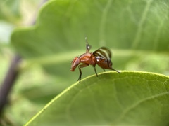 Tritoxa incurva
