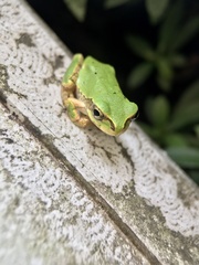 Hyla japonica