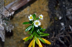 Anaphalioides subrigida