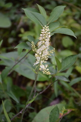 Stenanthium leimanthoides