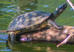 Melanochelys trijuga