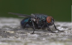 Protophormia terraenovae