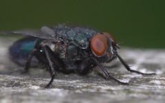 Protophormia terraenovae