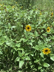 Helianthus debilis image