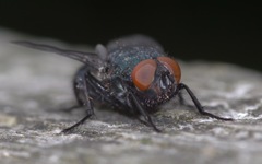 Protophormia terraenovae
