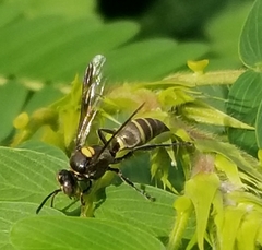 Hoplisoides semipunctatus