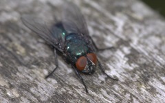 Protophormia terraenovae