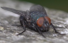 Protophormia terraenovae
