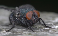 Protophormia terraenovae