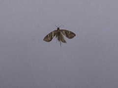 Ecclitica torogramma