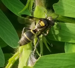 Hoplisoides semipunctatus