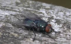 Protophormia terraenovae