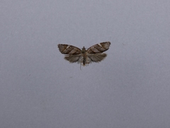 Ecclitica torogramma