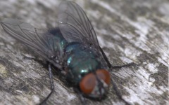 Protophormia terraenovae
