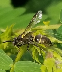 Hoplisoides semipunctatus