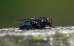 Protophormia terraenovae