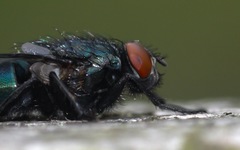 Protophormia terraenovae