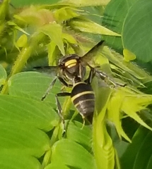 Hoplisoides semipunctatus