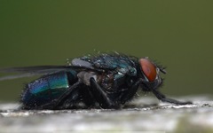 Protophormia terraenovae