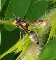 Hoplisoides semipunctatus