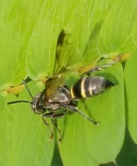 Hoplisoides semipunctatus