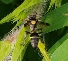 Hoplisoides semipunctatus