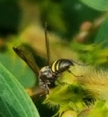 Hoplisoides semipunctatus