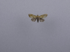 Glaucocharis auriscriptella