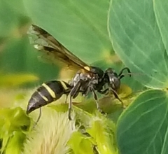 Hoplisoides semipunctatus