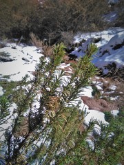 Baccharis grisebachii