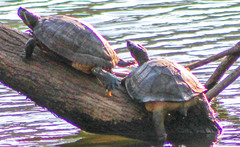 Melanochelys trijuga