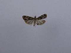Eudonia minualis