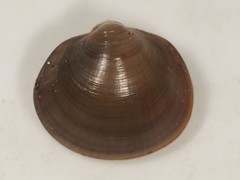Musculium lacustre