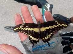 Heraclides ornythion