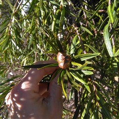 Colliguaja integerrima