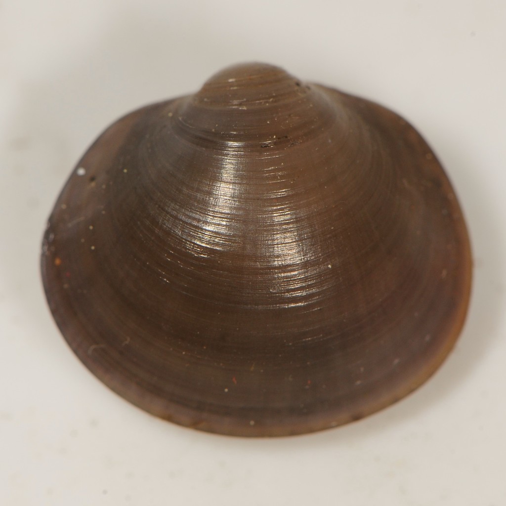 Pea Clams, Fingernail Clams and Allies