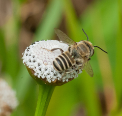 Megachile concinna