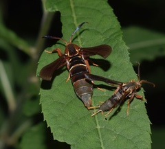 Vitacea polistiformis