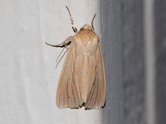 Mythimna oxygala