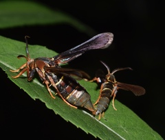 Vitacea polistiformis