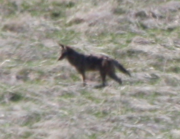 Canis latrans