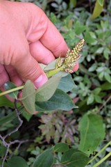 Stenanthium leimanthoides