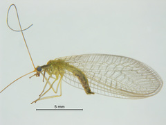Mallada basalis