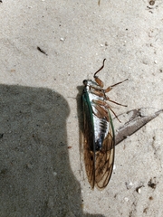 Neotibicen lyricen virescens