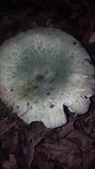 Virescentinae