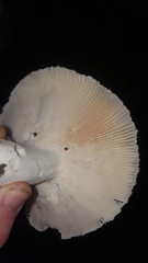 Virescentinae